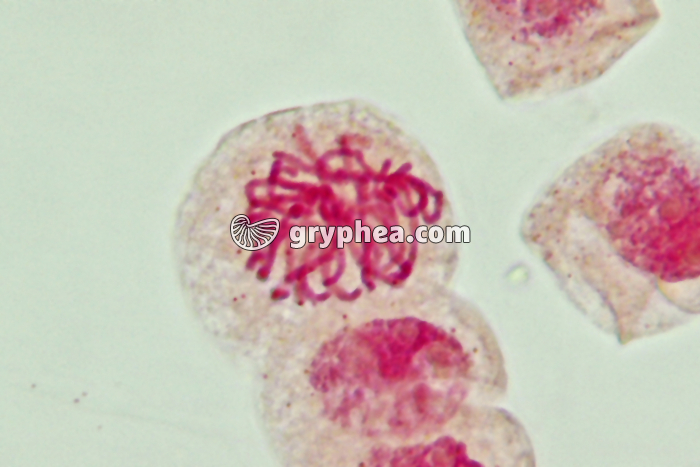 Mitose cellules de racine d'Ail - Prophase x800 - gryphea.com